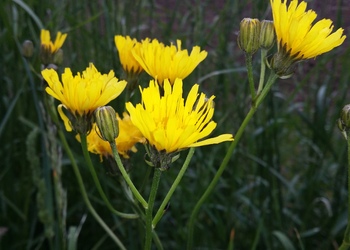 Wiesen-Pippau (Crepis biennis) - © Bernard Wieser